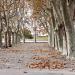 Rangées d'arbres dans un parc à Montpellier