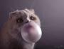 Haydn - Bubble cat